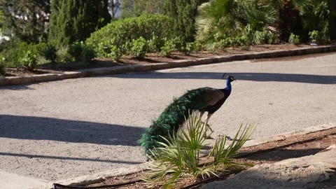 Peacock Walking Through a Sunny Park with Palm Plants 스톡 동영상 346887070