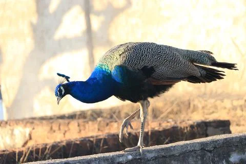 Peacock walking on wall. Stock Photos