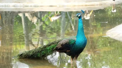 Peacock Walking in Water Medium Shot 4K Vídeo Stock 334699343