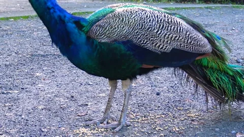 Peacock walks and eats grain in the park Stock Footage 233729024