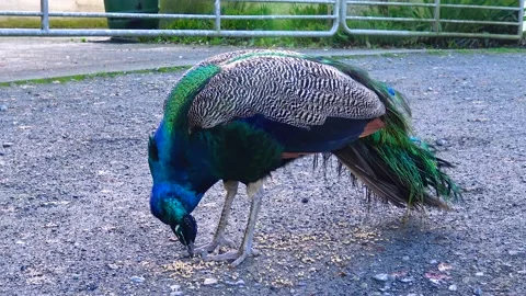 Peacock walks and eats grain in the park Stock Footage 233729353