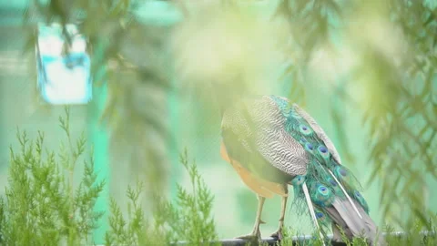Peacock walks around the yard Stock Footage 114359463