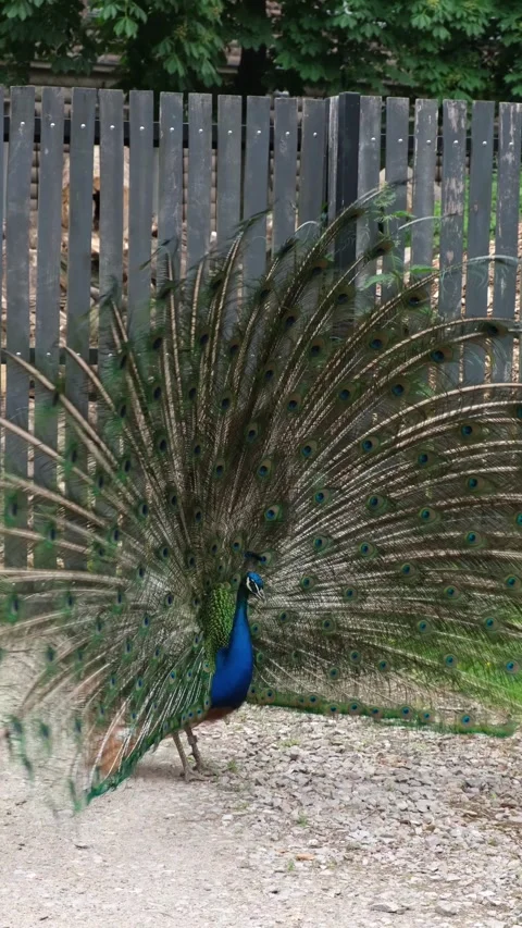 Peacock walks with its tail open Stock Footage 318295173
