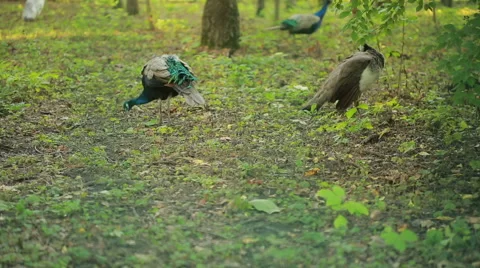 Peacock walks in the park. exotic bird in the forest. animal world Stock Footage