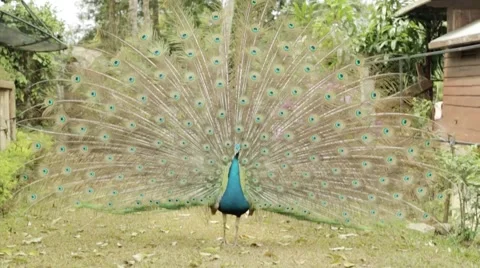 Peacock walks in the park Stock Footage 48489310