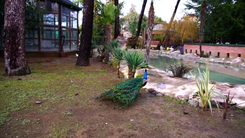Peacock walks in the park Stock Footage 151035982