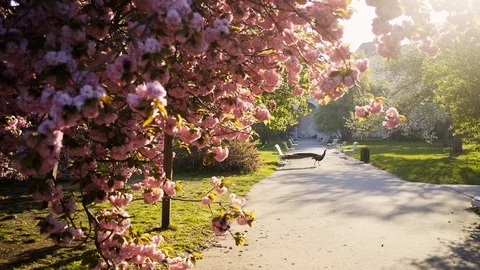 Peacock walks in park view through blossoming magnolia Video stock 125866676