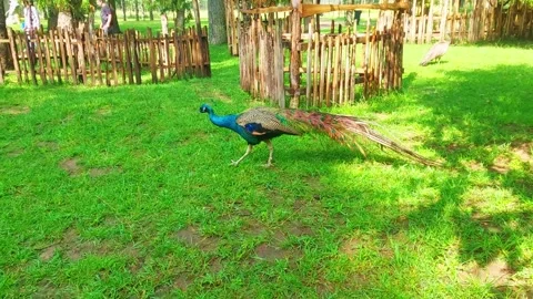 Peacock walks in a park while other birds rest on the grass in a natural setting Stock-Footage 325052632