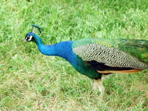A peacock walks Stock Photos