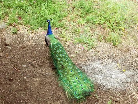 A peacock walks Stock Photos