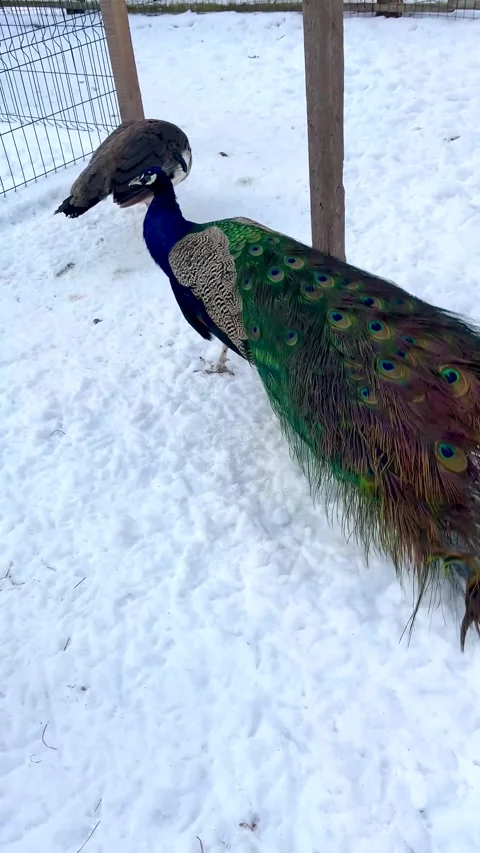 Peacock Walks on Snow in a Zoo While Another Peacock is Nearby in Wintertime Stock Footage 327909740