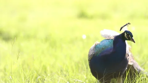Peacock Walks Through Field Stock Footage 26595346