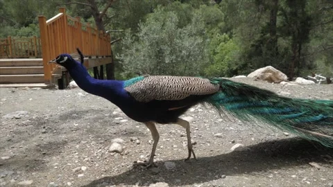 Peacock walks through the park Stock Footage 248718528