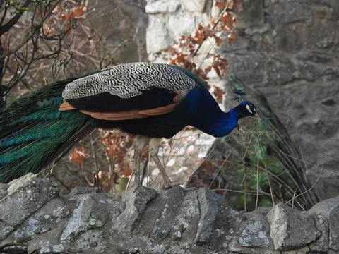 Peacock on a wall Stock Photos