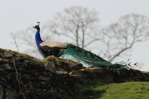 Peacock on a wall Stock Photos