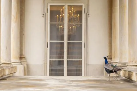 Peacock wanders elegantly across the marble terrace of the Palace on the Isle Stock Photos