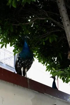 The peacock was sitting on a tree Stock Photos