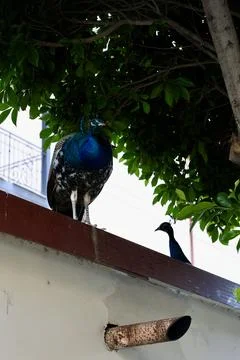 The peacock was sitting on a tree Foto stock
