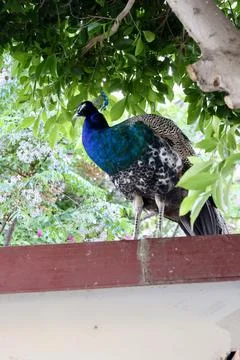 The peacock was sitting on a tree Stock Photos