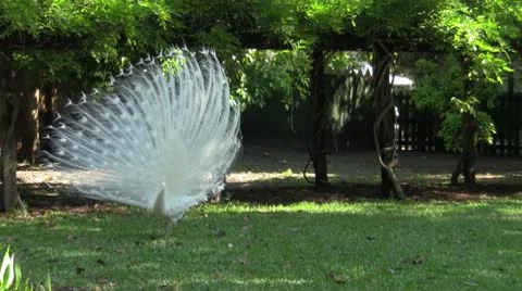 Peacock White 1 Vidéo 10759669