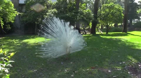 Peacock White 2 Stock Footage 10761433