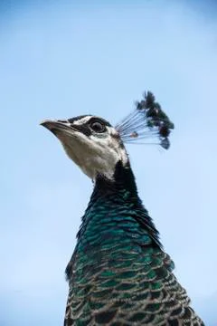 A peacock with a white head 스톡 사진
