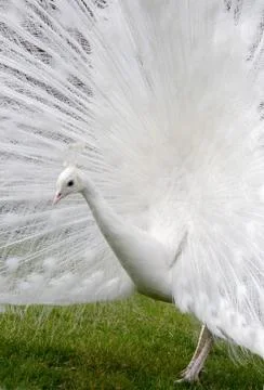 Peacock white Stock Photos
