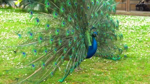 Peacock with wide open feathers displaying colorful plumage Stock Footage 327139309