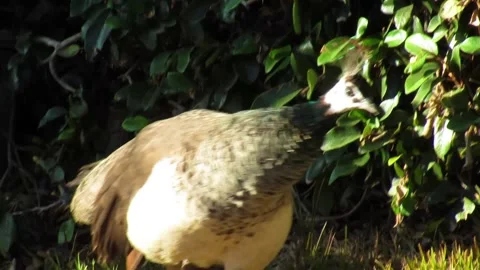 Peacock in the wild Video stock 152175186