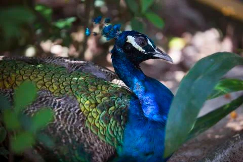 Peacock wild sitting  Stock Photos