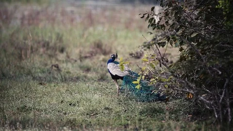 Peacock in the wild in Sri Lanka Stock Footage 104123064