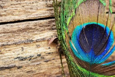 Peacock Wing pattern Texture Close-up background Macro Stock Photography Imag Stock Photos