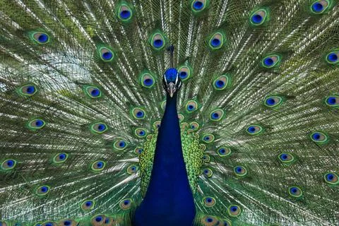 Peacock with wings spread Stock Photos