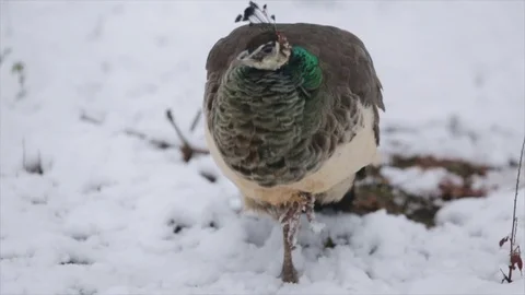 Peacock winter in the snow Stock Footage 70223065