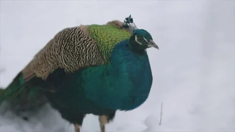 Peacock winter in the snow Stock Footage 70223075