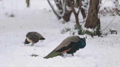 Peacock winter in the snow Stock Footage 70223079