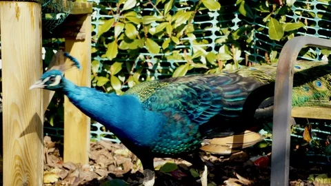 Peacock in Winter Sun (Slow motion) Video stock 87397727