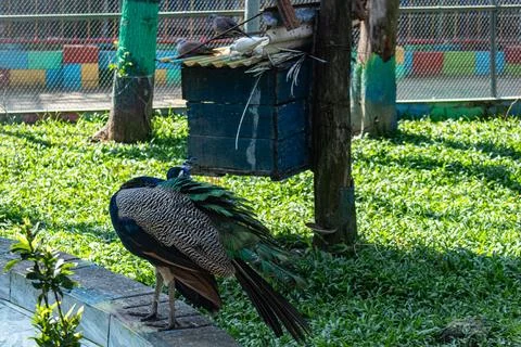 Peacock without tail feathers exploring the zoo space Stock Photos