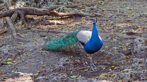Peacock in woods Foto stock