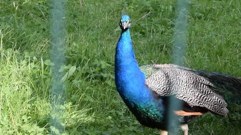Peacock in a zoo cage Видео 75647459