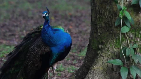 A peacock in a zoo Stock Footage 45661029