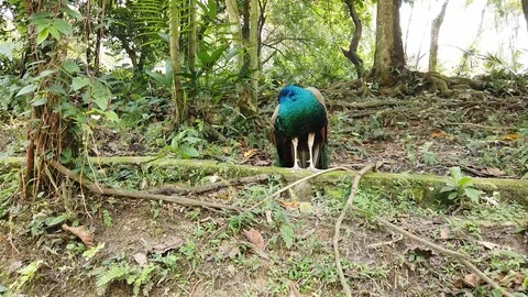 Peacock in the zoo Stock Footage 114817731