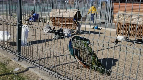 Peacock in zoo Stock Footage 163916141
