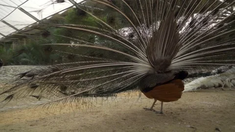 Peacock in ZOO Video stock 243410535