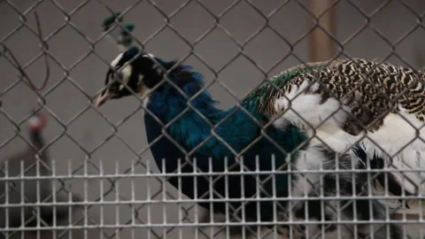 Peacock at the zoo Stock Footage 254823098