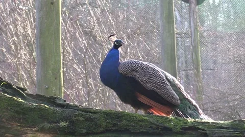 Peacock in a zoo in Germany Stock Footage 47810916