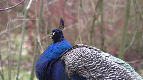 Peacock in a zoo in Germany Vidéo 47817730