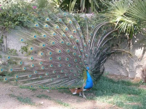 Peacock at the Zoo 写真素材