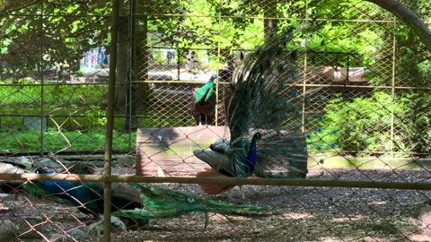 A peacock in the zoo walking with its tail fully fanned out Видео 310374192