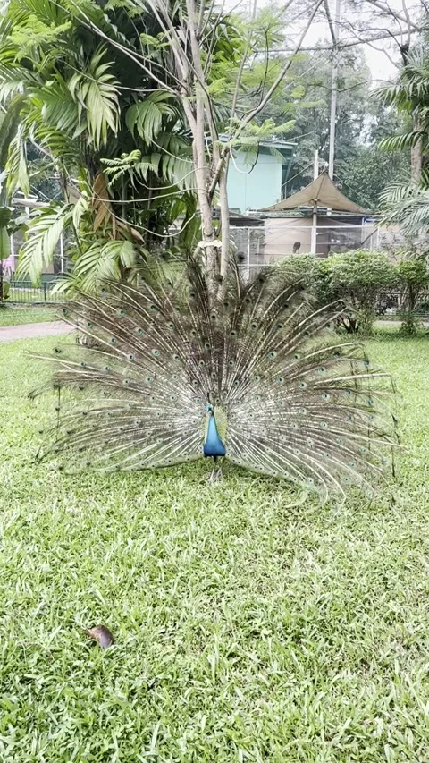 Peacock1 Stock Footage 316013709